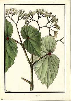B. subciliata var. subciliata
